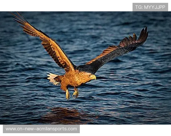 搏命飞翔:海鹰的每一个回合,都是对胜利最响亮的宣言 搏命飞翔:海鹰的每一个回合,都是对胜利最响亮的宣言